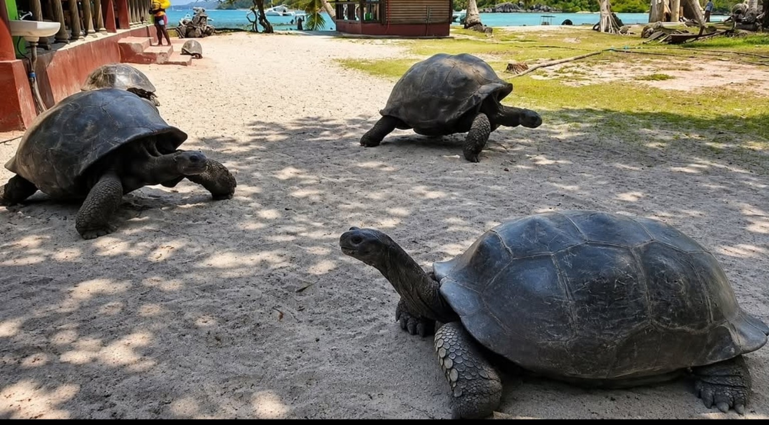 Giant tortoises on Curieuse Island